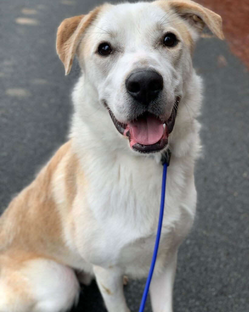 Rusty's Rescue Ranch | A Ranch of Second Chances