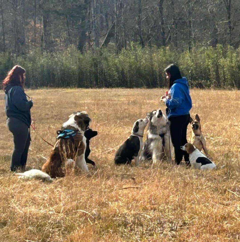 Rusty's Rescue Ranch | A Ranch of Second Chances