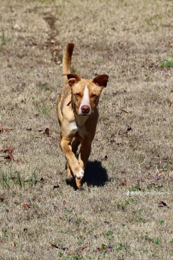Rusty's Rescue Ranch | A Ranch of Second Chances
